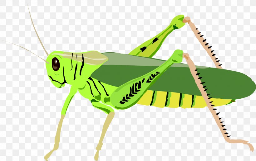 The Ant And The Grasshopper Clip Art, PNG, 2400x1516px, Grasshopper, Ant And The Grasshopper, Cricket Like Insect, Free Content, Green Download Free