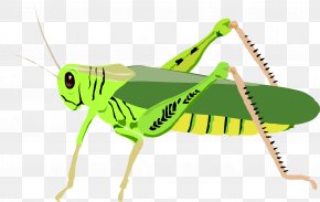 clipart grasshopper and the ant