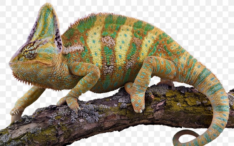 Veiled Chameleon Lizard Veterinarian Pet, PNG, 960x600px, Veiled Chameleon, African Chameleon, Animal, Chamaeleo, Chameleon Download Free
