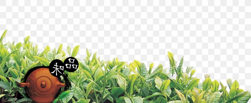 White Tea Oolong Teapot, PNG, 1053x435px, Tea, Brand, Camellia Sinensis, Chinoiserie, Designer Download Free