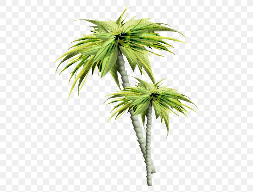 Asian Palmyra Palm Palm Trees GIF Image, PNG, 500x624px, Asian Palmyra Palm, Arecales, Borassus, Borassus Flabellifer, Coconut Download Free