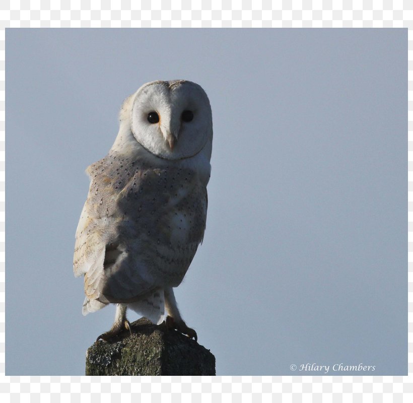Bird Of Prey Owl Beak Animal, PNG, 800x800px, Bird, Animal, Beak, Bird Of Prey, Fauna Download Free
