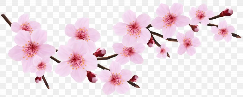 Cherry Blossom Pink Blossoms Resorts Icon, PNG, 8000x3195px, National Cherry Blossom Festival, Azalea, Blossom, Branch, Cherry Download Free
