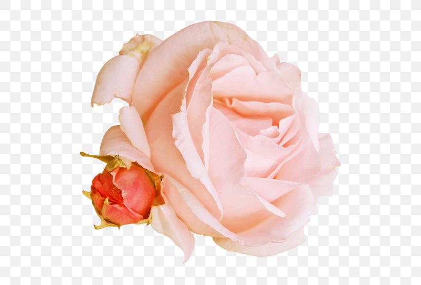 Garden Roses Cabbage Rose Cut Flowers Petal, PNG, 699x556px, Garden Roses, Animal Fat, Buttercream, Cabbage Rose, Close Up Download Free