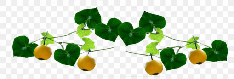 Lemon Pear Food Fruit, PNG, 990x335px, Lemon, Citrus, Designer, Food, Fruit Download Free