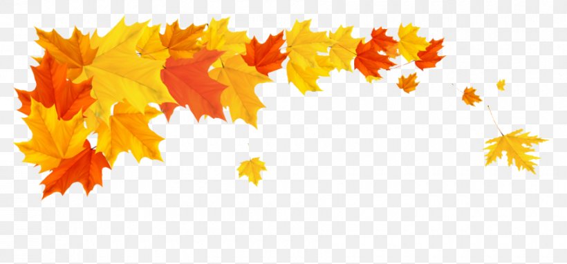 Maple Leaf, PNG, 900x420px, Yellow, Autumn, Leaf, Maple, Maple Leaf Download Free
