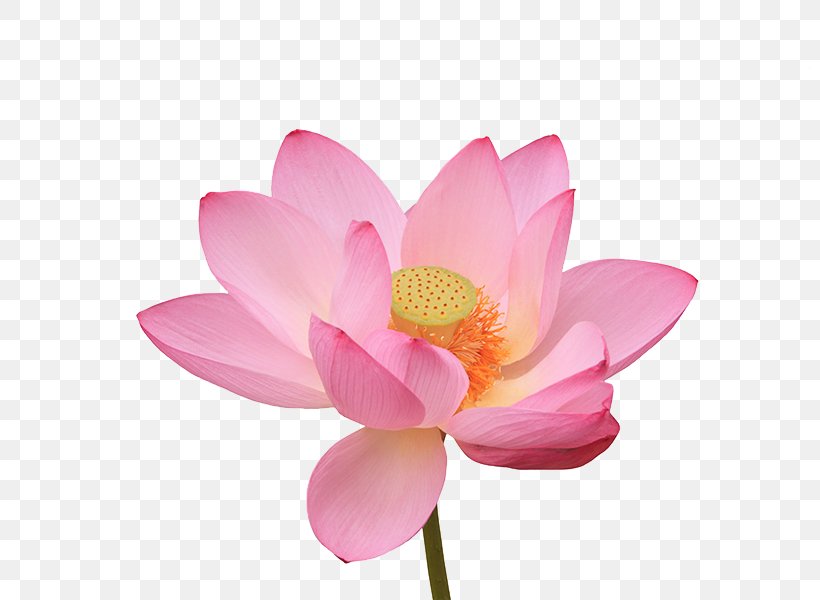 Nelumbo Nucifera Water Lily Photography Flower, PNG, 800x600px, Nelumbo Nucifera, Aquatic Plant, Blossom, Flower, Flowering Plant Download Free