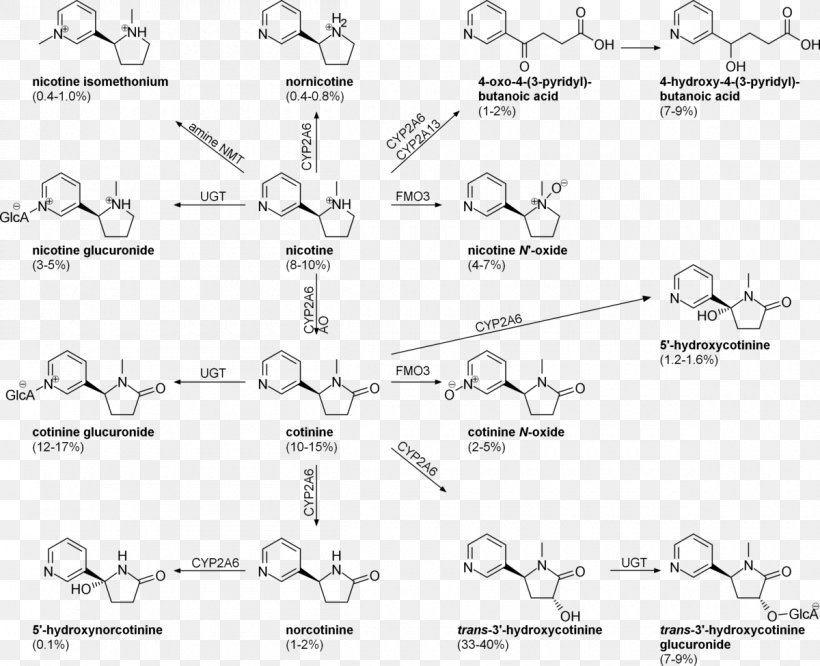 Nornicotine Tobacco Wikipedia Cotinine, PNG, 1200x975px, Nicotine, Adrenaline, Amine Oxide, Area, Auto Part Download Free