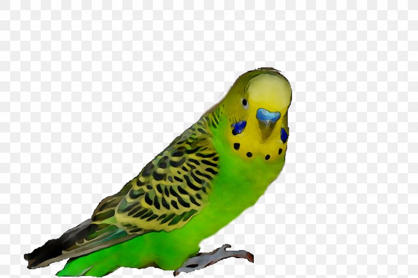 Parakeet Feather Pet Beak Fauna, PNG, 1600x1066px, Parakeet, Beak, Bird, Budgie, Fauna Download Free