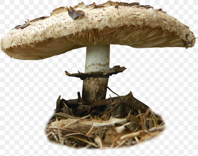 Stock Photography Edible Mushroom DeviantArt, PNG, 1000x789px, Stock Photography, Bengal Tiger, Deviantart, Edible Mushroom, Fungus Download Free