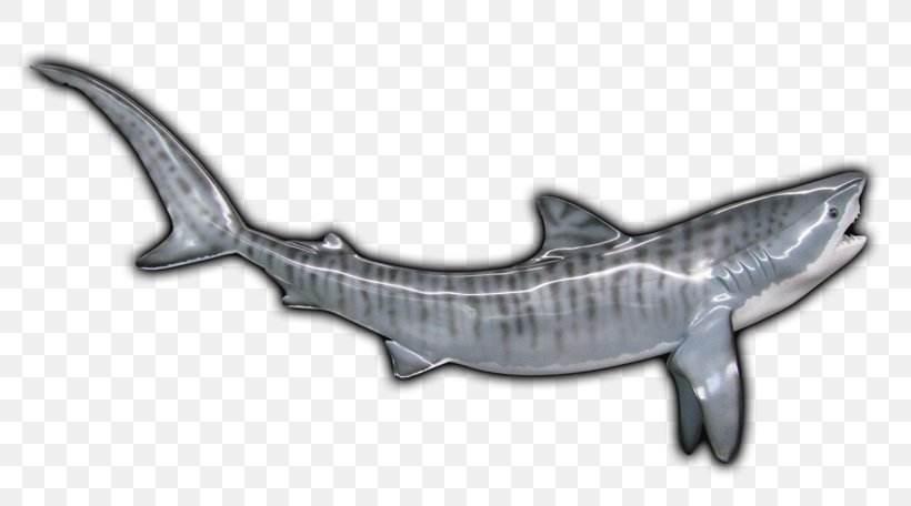 Tiger Shark Requiem Sharks Marine Mammal, PNG, 800x456px, Tiger Shark, Animal, Animal Figure, Carcharhiniformes, Cartilaginous Fish Download Free