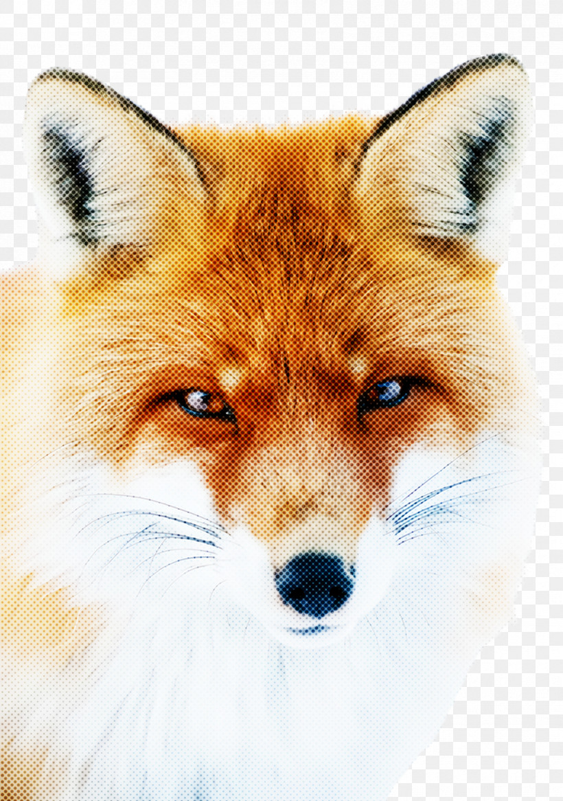 Fox Red Fox Dog Snout Wildlife, PNG, 1676x2384px, Fox, Dog, Red Fox, Snout, Wildlife Download Free