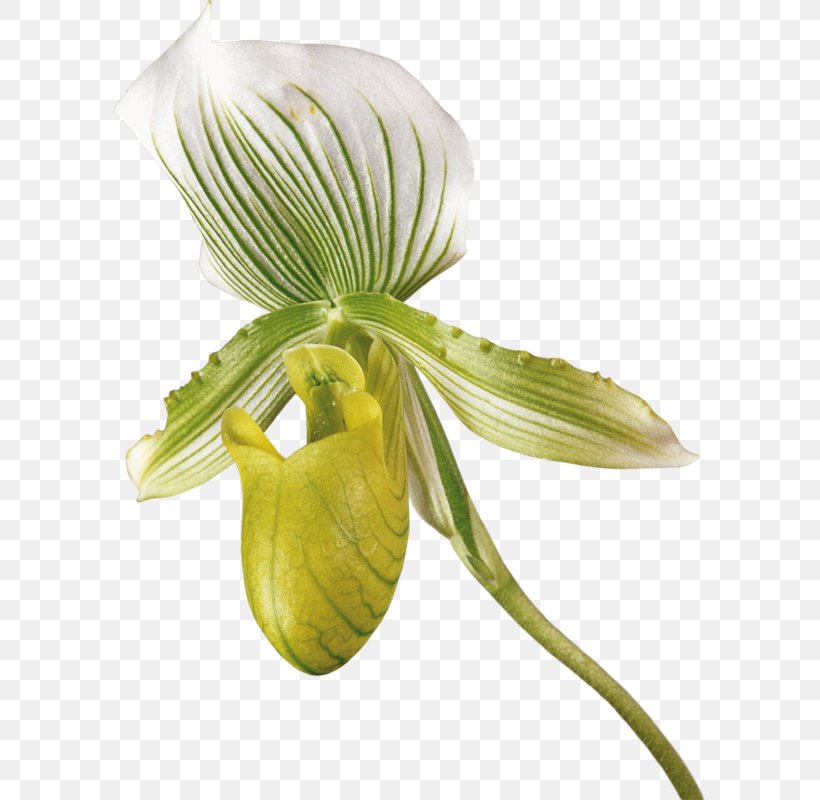 Lily Flower Cartoon, PNG, 592x800px, Orchids, Cut Flowers, Cypripedium, Flower, Lily Download Free