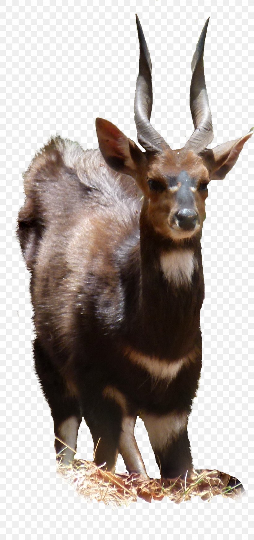 Moose Goat Fauna Wildlife Jeffrey Horn, PNG, 1416x3005px, Moose, Deer, Fauna, Fur, Goat Download Free