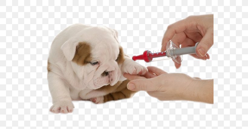 Bulldog Puppy Cat Rabies Vaccine Pet, PNG, 592x428px, Bulldog, British Bulldogs, Carnivoran, Cat, Companion Dog Download Free