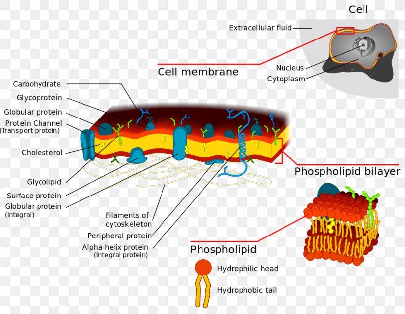 Cell Membrane Biological Membrane Lipid Bilayer Membrane Transport, PNG, 989x768px, Cell Membrane, Area, Biological Membrane, Biology, Cell Download Free