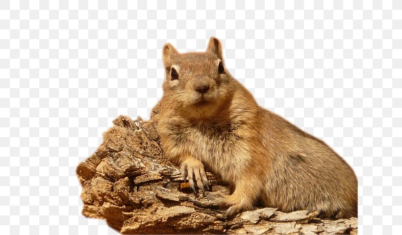 Golden-mantled Ground Squirrel Grizzly Paper Rodent, PNG, 640x480px, Squirrel, Birthday, Chipmunk, Fauna, Fox Squirrel Download Free