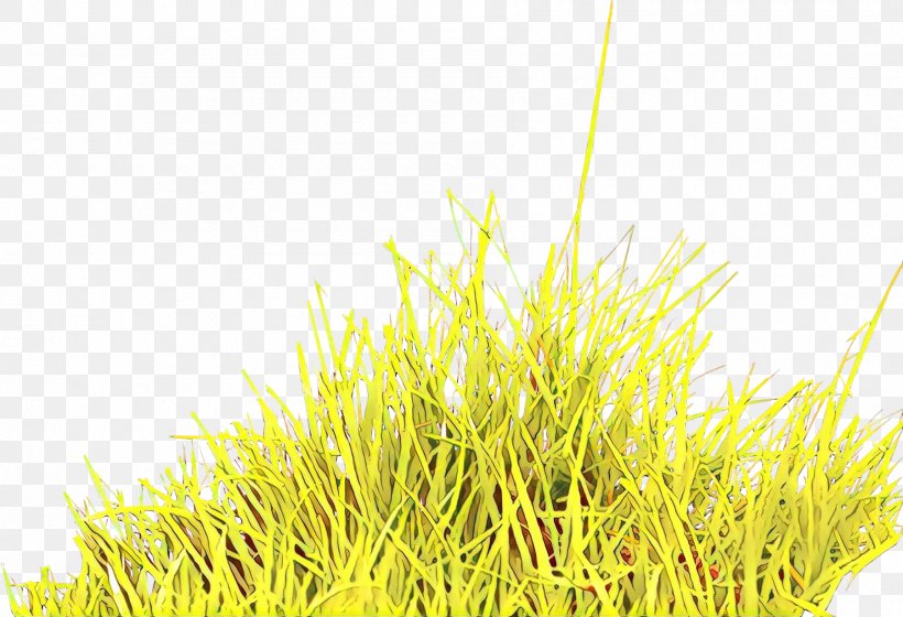 Grass Cartoon, PNG, 1800x1231px, Grass, Commodity, Computer, Grass Family, Grasses Download Free