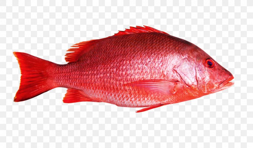 Northern Red Snapper Fish Maxima Seafood, PNG, 1056x616px, Northern Red Snapper, Barramundi, Bluefish, Bony Fish, Cod Download Free