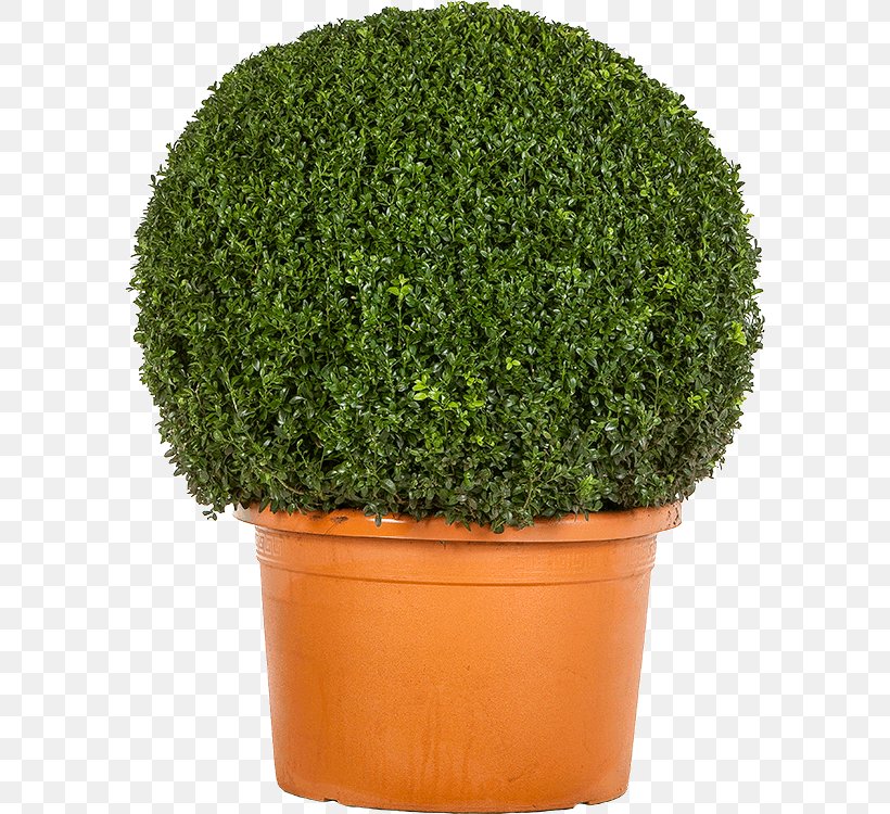 Shrub Evergreen Tree Flowerpot Herb, PNG, 590x750px, Shrub, Evergreen, Flowerpot, Grass, Herb Download Free