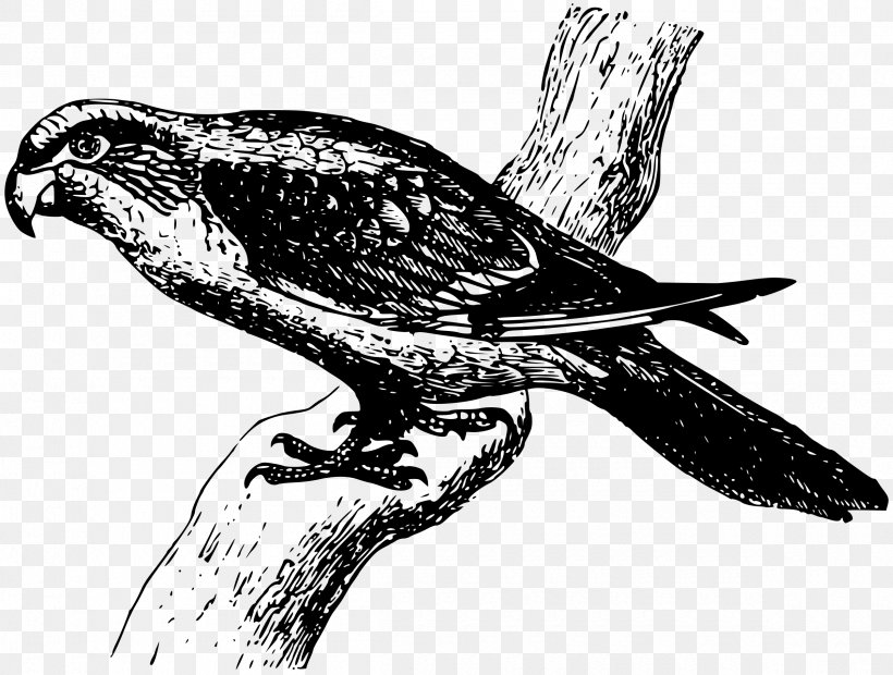 Black And White Parrot Clip Art, PNG, 2400x1815px, Black And White, Art, Beak, Bird, Bird Of Prey Download Free