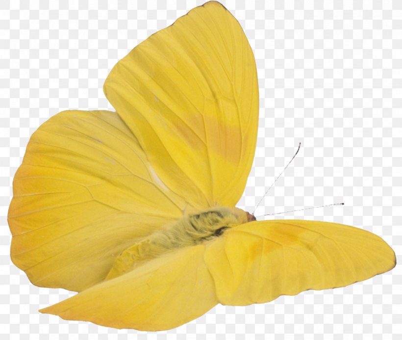 Butterfly Yellow Clip Art, PNG, 1431x1211px, Butterfly, Arthropod, Butterflies And Moths, Color, Document Download Free