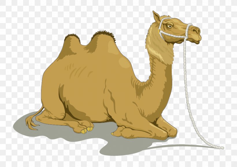 Dromedary Bactrian Camel Clip Art, PNG, 842x596px, Dromedary, Arabian Camel, Bactrian Camel, Camel, Camel Like Mammal Download Free