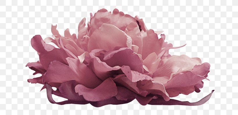 Flower Photography, PNG, 700x398px, Flower, Advertising, Albom, Cut Flowers, Designer Download Free