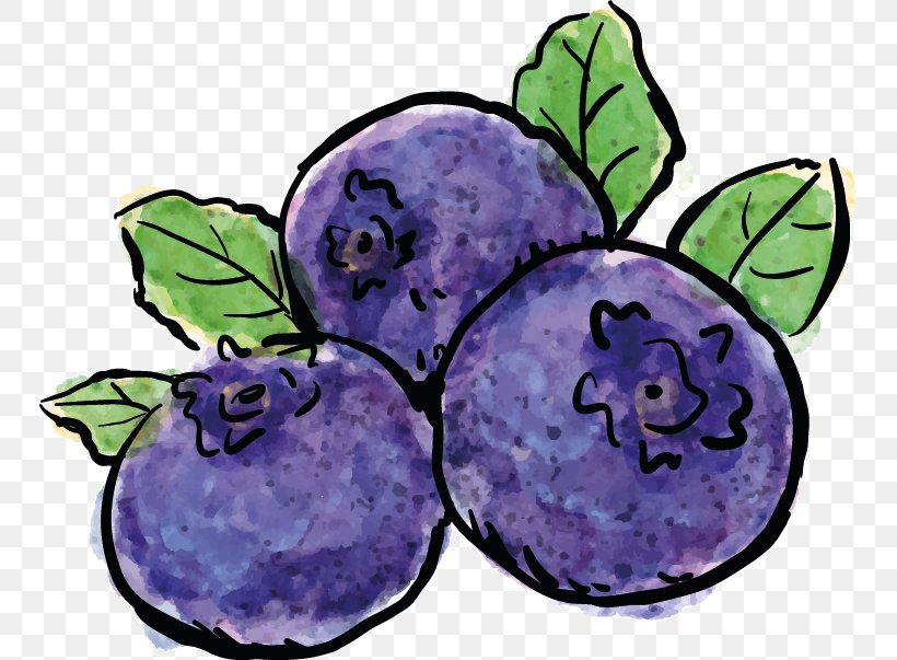 Blueberry Drawing Painting Photography, PNG, 747x603px, Blueberry, Art, Artist, Bilberry, Cartoon Download Free