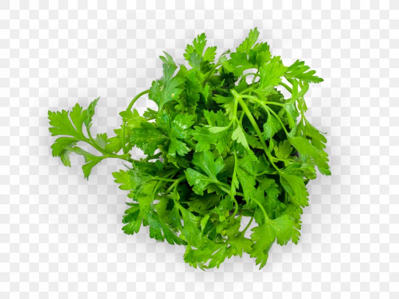 Parsley Arugula Stock.xchng Royalty-free Stock Photography, PNG, 866x650px, Parsley, Arugula, Condiment, Coriander, Food Download Free