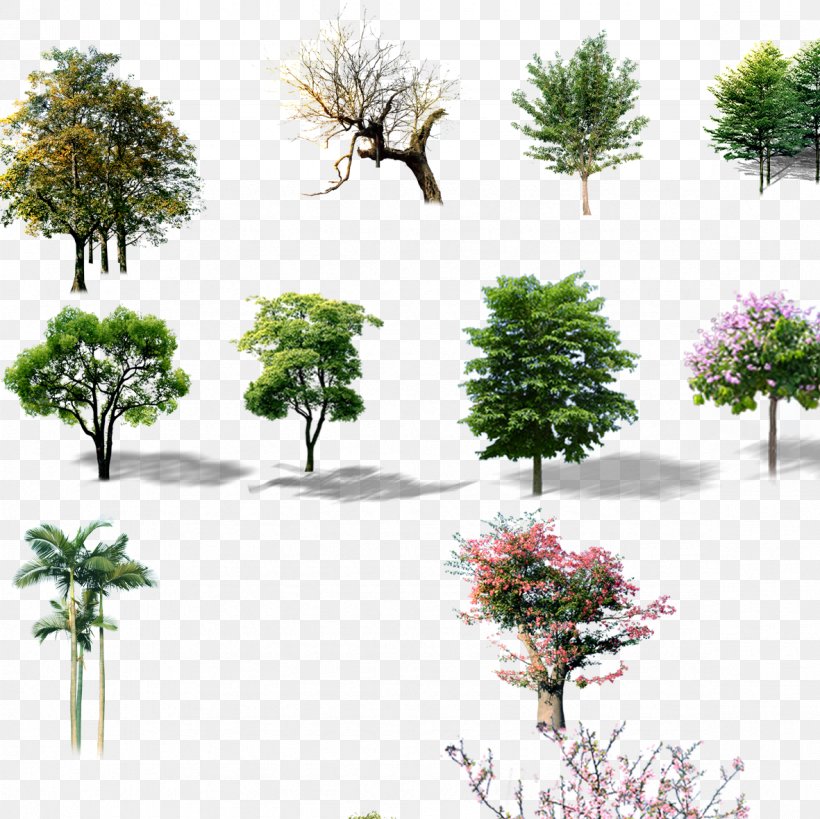 Trees, PNG, 1181x1181px, Tree, Branch, Evergreen, Flora, Floral Design Download Free