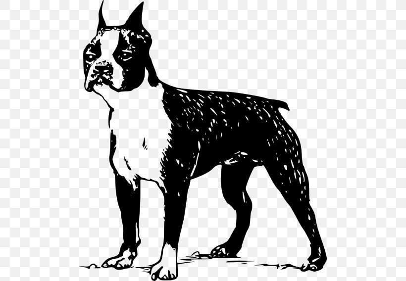 Boston Terrier Bull Terrier French Bulldog Jack Russell Terrier, PNG, 500x568px, Boston Terrier, Black And White, Bull Terrier, Bulldog, Carnivoran Download Free