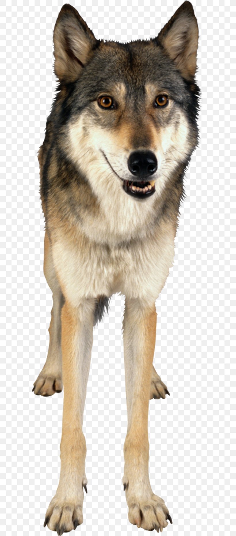 Gray Wolf Clip Art, PNG, 600x1858px, Gray Wolf, Animation, Canadian Eskimo Dog, Canis Lupus Tundrarum, Carnivoran Download Free