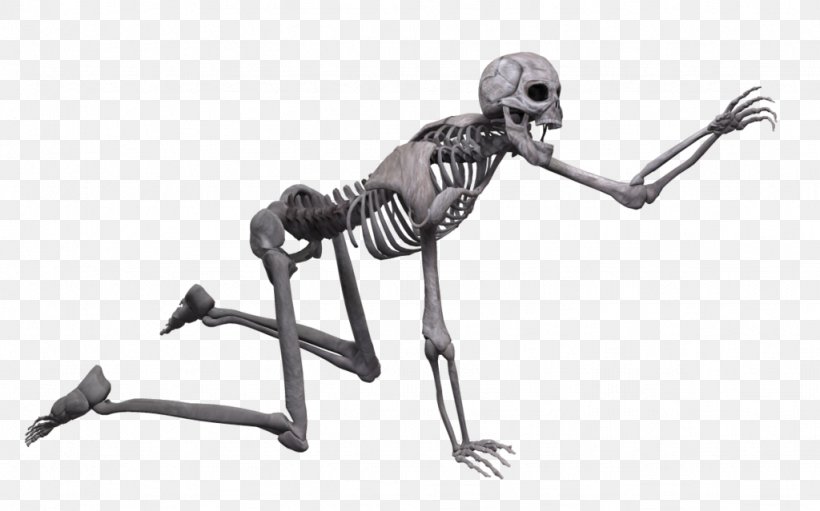 Human Skeleton Skull Poser, PNG, 1024x639px, Skeleton, Anatomy, Auto Part, Black And White, Bone Download Free