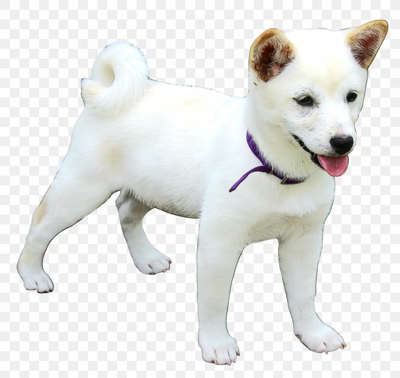 Korean Cartoon, PNG, 2652x2508px, Canaan Dog, Akita, Akita Inu, Ancient Dog Breeds, Animal Figure Download Free