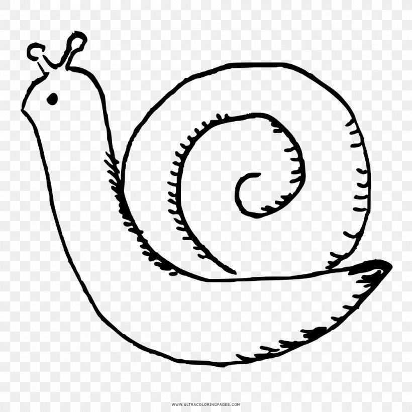 Snail Coloring Book Black And White Drawing Stylommatophora, PNG, 1000x1000px, Snail, Animated Cartoon, Area, Art, Artwork Download Free