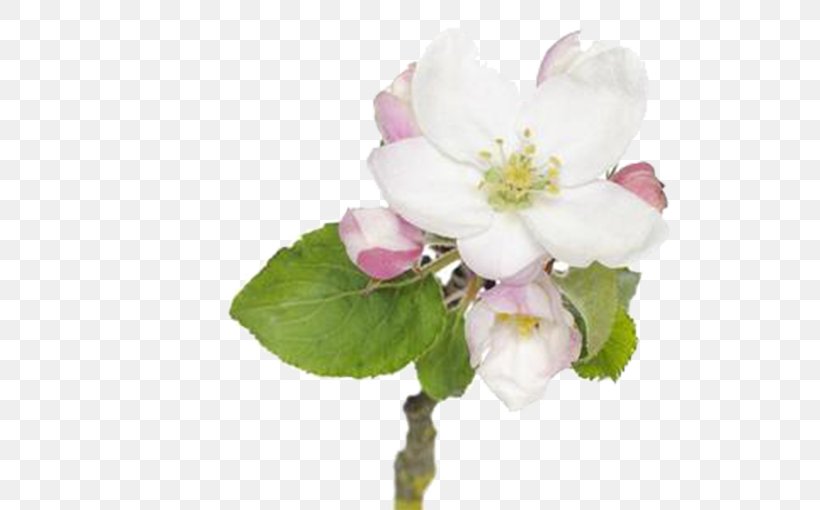 Blossom Apple Pie Flower, PNG, 767x510px, Blossom, Apple, Apple Pie, Branch, Cherry Blossom Download Free