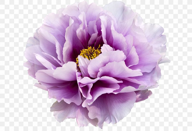 Japan Moutan Peony Flower Clip Art, PNG, 1000x684px, Japan, Cut Flowers, Flower, Flowering Plant, Garden Download Free