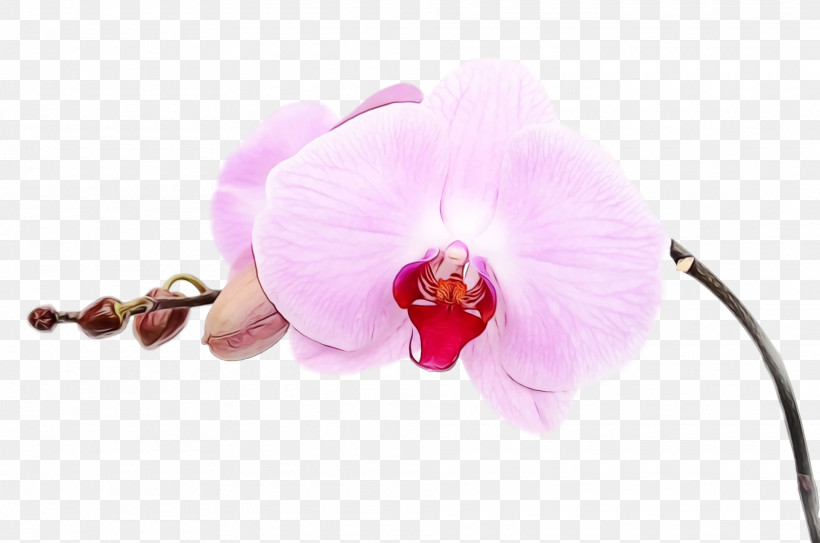 Artificial Flower, PNG, 1920x1272px, Spring, Artificial Flower, Cattleya, Dendrobium, Flower Download Free