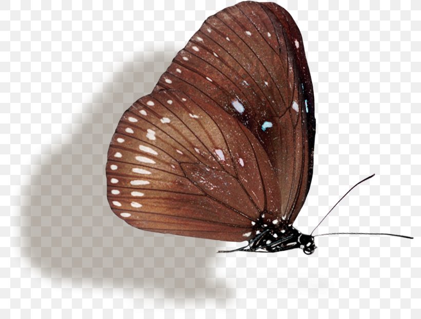 Brush-footed Butterflies Butterfly, PNG, 792x620px, Brushfooted Butterflies, Arthropod, Brush Footed Butterfly, Butterfly, Insect Download Free
