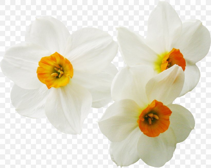 Daffodil Narcissus Flower Plant, PNG, 1321x1053px, Daffodil, Amaryllis Family, Color, Flower, Flowering Plant Download Free