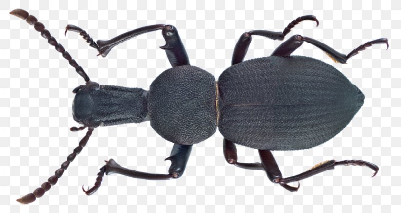 Darkling Beetle Insect, PNG, 1024x545px, Darkling Beetle, Animal, Beetle, Darkling Beetles, Ground Beetle Download Free