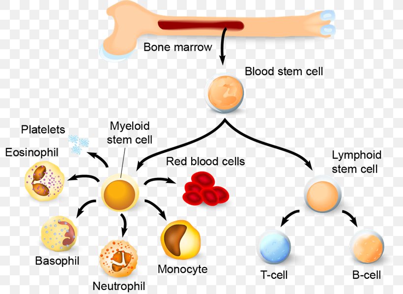 Haematopoiesis Hematopoietic Stem Cell Blood Cell Immune System, PNG, 800x598px, Haematopoiesis, Area, B Cell, Blood, Blood Cell Download Free