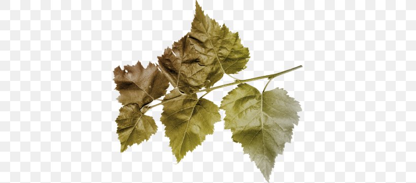 Leaf Clip Art, PNG, 375x362px, Leaf, Branch, Camera, Grape Leaves, Grapevine Family Download Free
