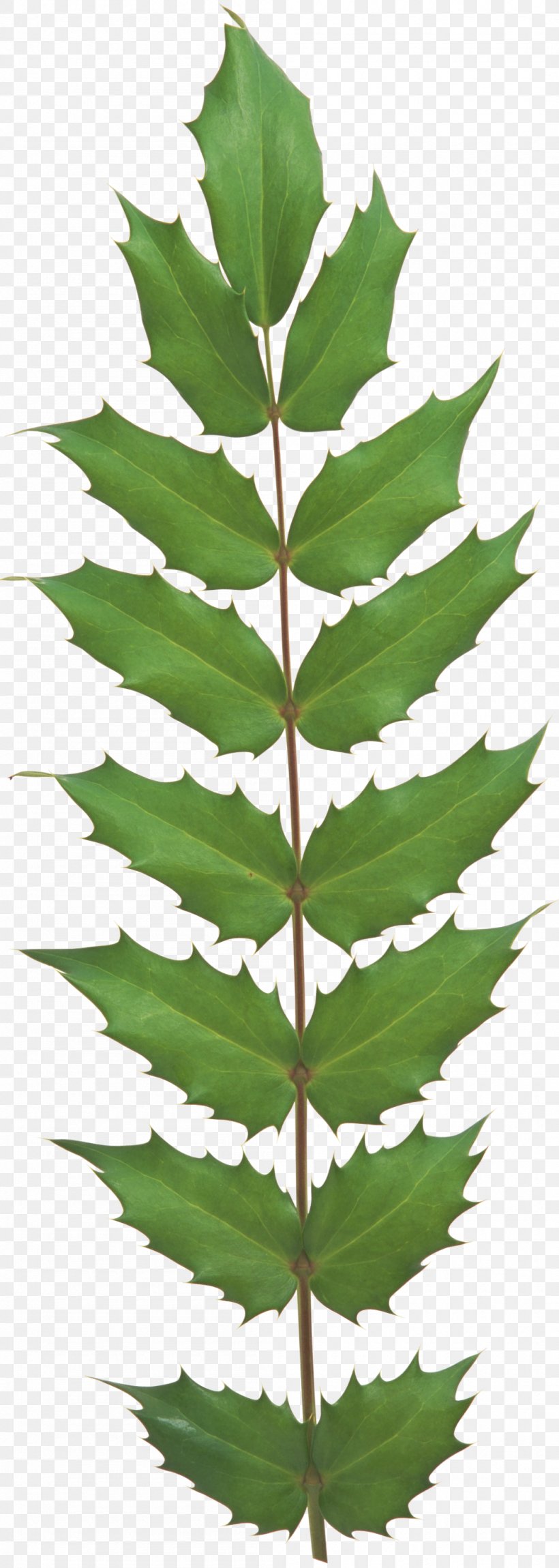 Leaf Evergreen Plant Stem Tree Vascular Plant, PNG, 1050x2945px, Leaf, Conifer, Evergreen, Fir, Pine Family Download Free