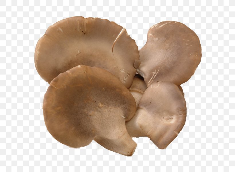 Maple Oyster Mushroom Food Abalone, PNG, 600x600px, Oyster Mushroom, Abalone, Canning, Edible Mushroom, Food Download Free