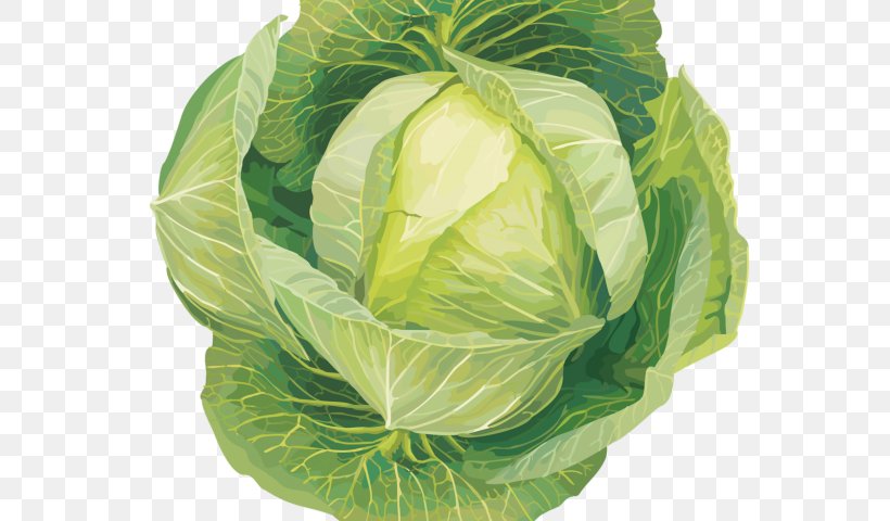 Cabbage Clip Art Collard Greens Transparency, PNG, 640x480px, Cabbage, Broccoli, Cauliflower, Collard Greens, Cruciferous Vegetables Download Free