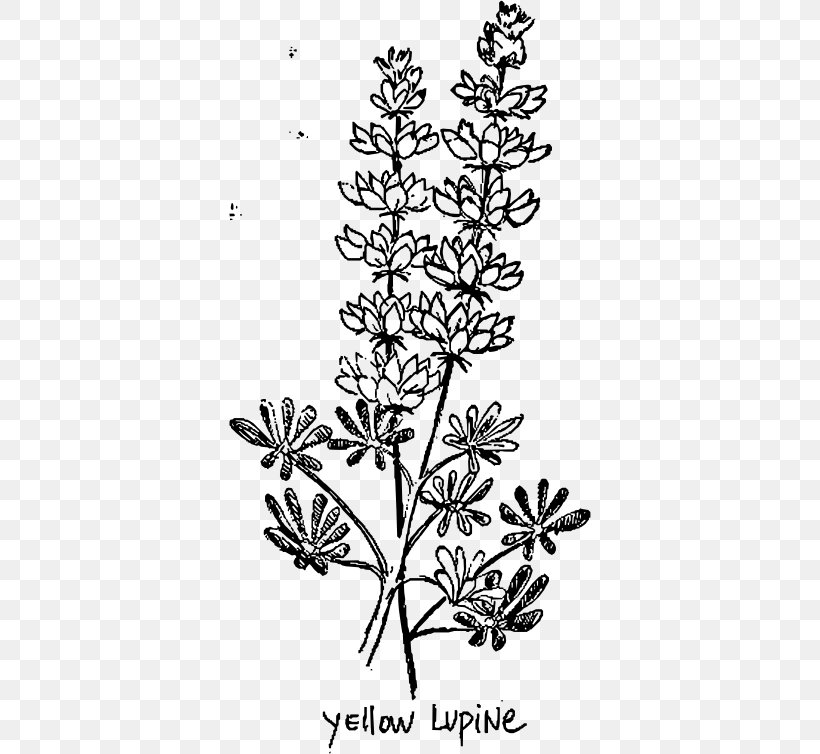 European Yellow Lupine Line Art Lupinus Albus, PNG, 362x754px, Line Art, Black And White, Branch, Cactaceae, Drawing Download Free