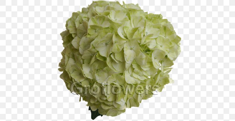 Green Hydrangea Cut Flowers Color, PNG, 640x425px, Green, Cabbage, Color, Cornales, Cut Flowers Download Free