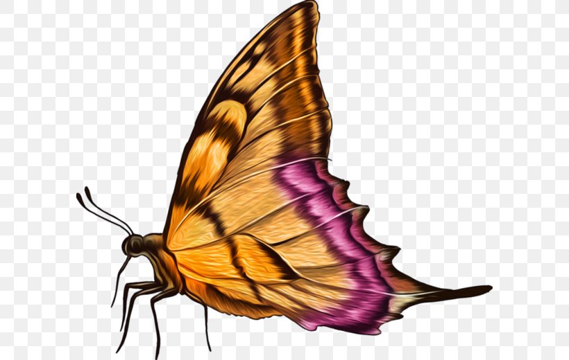 Monarch Butterfly Pieridae Moth Clip Art, PNG, 600x520px, Monarch Butterfly, Arthropod, Blue, Brush Footed Butterfly, Brushfooted Butterflies Download Free